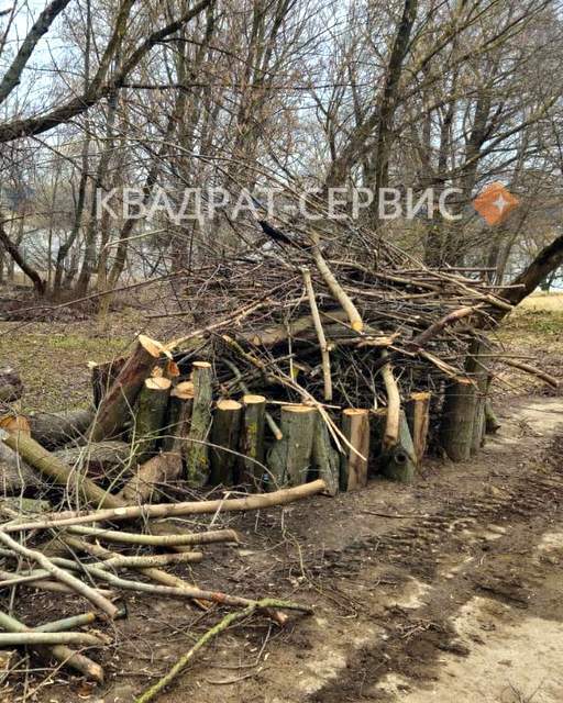Древесные отходы после расчистки территории в Мосрентгене