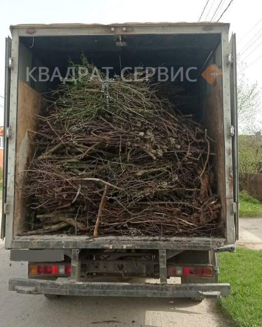 Ветки и древесные остатки после расчистки территории