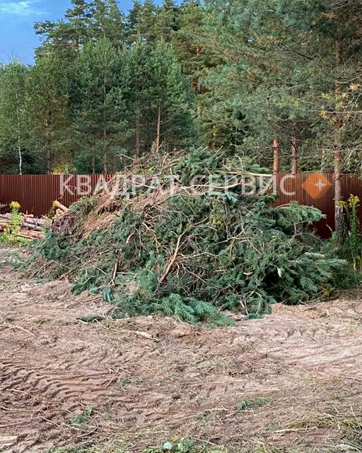 Ветки деревьев на участке в г. Лобня