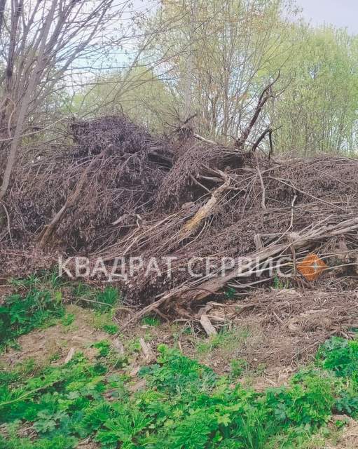 Спиленные ветки на дачном участке картинка