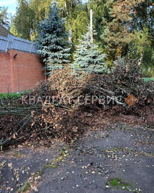 Ветки деревьев на участке картинка