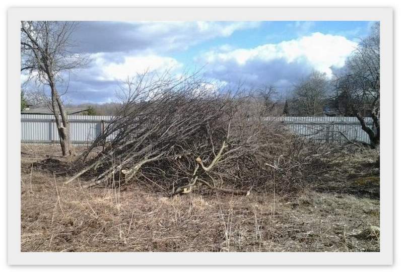 спиленные деревья и ветки картинка