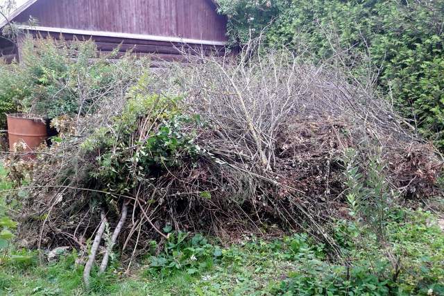 ветки и деревья на утилизацию картинка